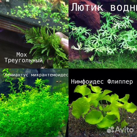 Растения, декорации купить на Зозу.ру - фотография № 6