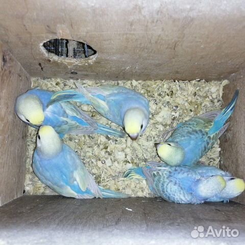 Птенцы радужных волнистых попугаев купить на Зозу.ру - фотография № 2