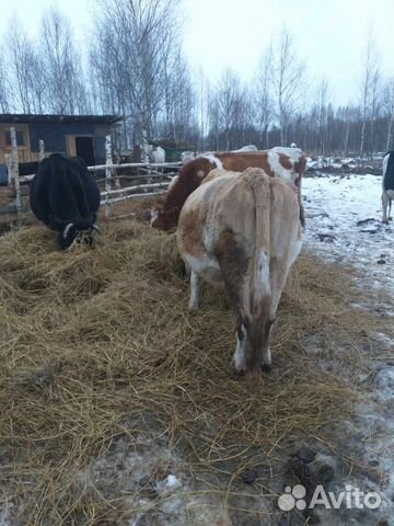 Продам коров стальные 7-8месяцев купить на Зозу.ру - фотография № 5