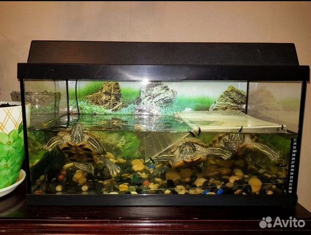 Аквариум с черепахами купить на Зозу.ру - фотография № 3