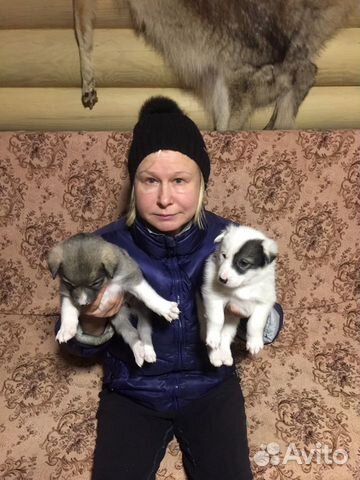 Продаются щенки западно -сибирской лайки, дата рож купить на Зозу.ру - фотография № 10