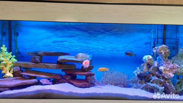 Продаётся аквариум 350 литров купить на Зозу.ру - фотография № 3