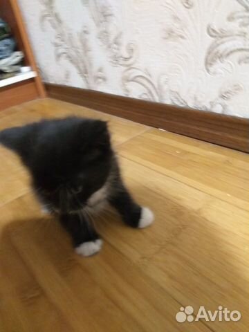 Котята породы Мейн-кун купить на Зозу.ру - фотография № 4