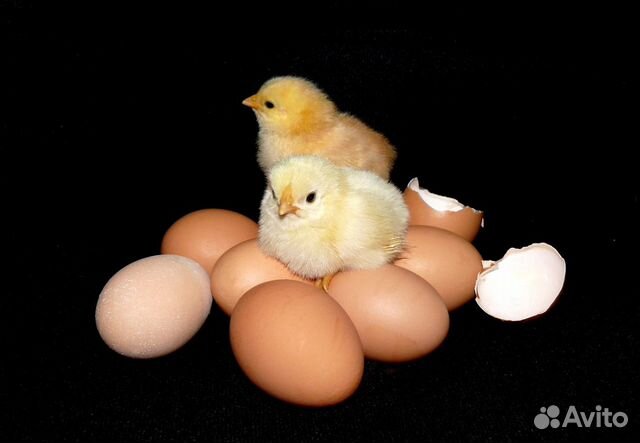 Яицо инкубационное, цыплята купить на Зозу.ру - фотография № 1