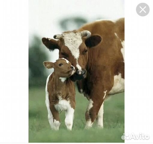 Молодые коровы с телятами купить на Зозу.ру - фотография № 1