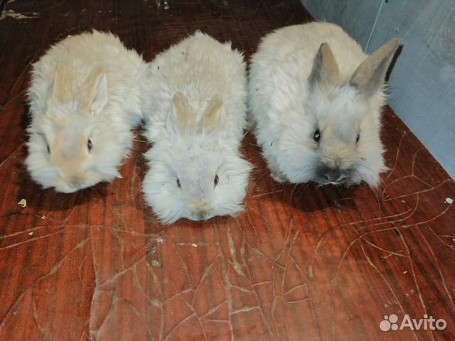 Кролики пуховые купить на Зозу.ру - фотография № 1