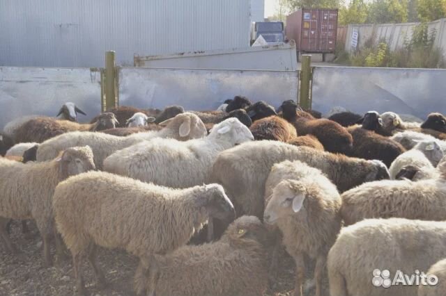 Ярки,овцы,бараны купить на Зозу.ру - фотография № 1