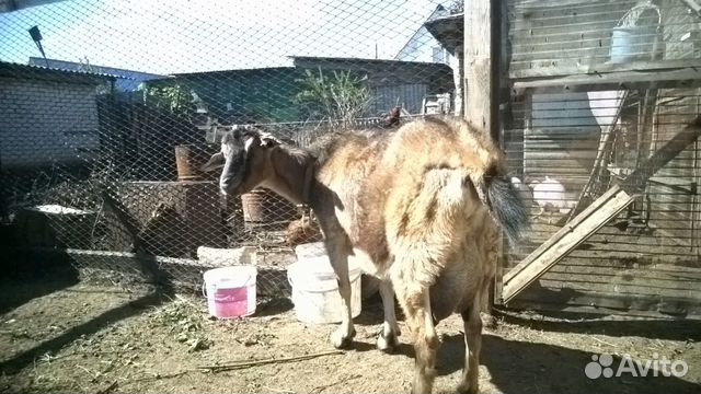 Молочная коза купить на Зозу.ру - фотография № 2