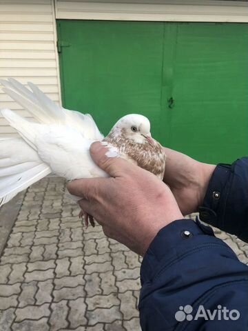Николаевские голуби купить на Зозу.ру - фотография № 7