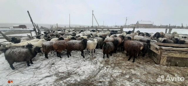 Козы и овечки купить на Зозу.ру - фотография № 2