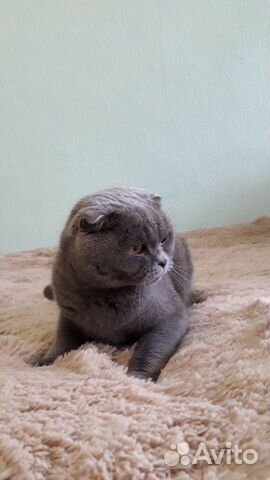 Вязка шотландской вислоухой кошки купить на Зозу.ру - фотография № 1