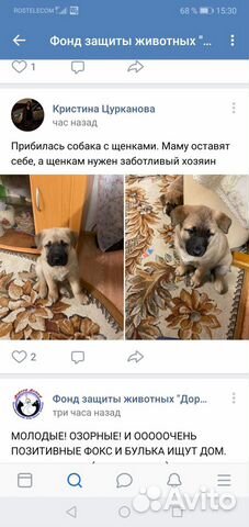 Собачки в добрые руки купить на Зозу.ру - фотография № 1