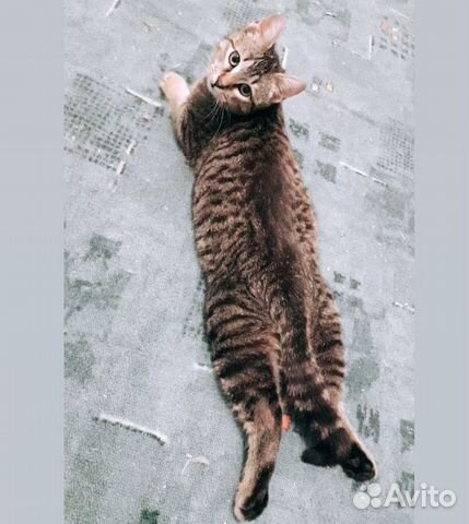Котик Вася ищет любящих хозяев купить на Зозу.ру - фотография № 4