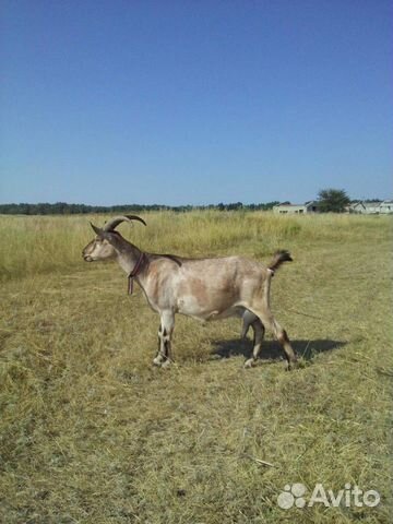 Чп альпийский козел, дойные козы, молодняк купить на Зозу.ру - фотография № 8