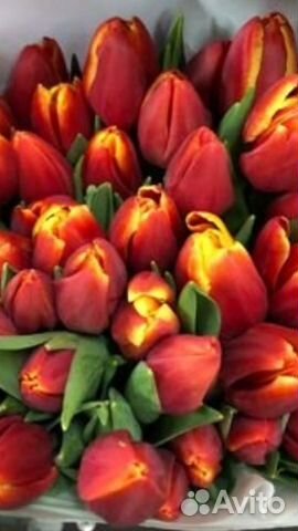 Тюльпаны