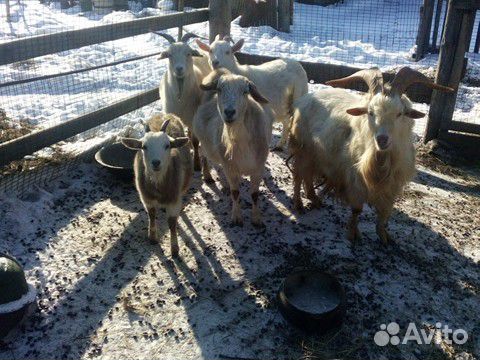 Продам коз разных возрастов купить на Зозу.ру - фотография № 2