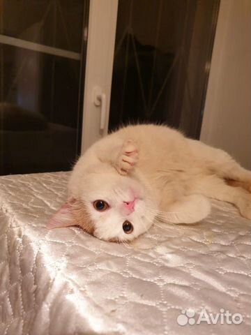 Очень нужен дом красивому ласковому котику