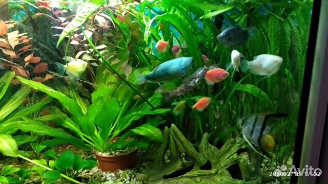 Продам аквариумные растения валиснерия, криптокари купить на Зозу.ру - фотография № 1