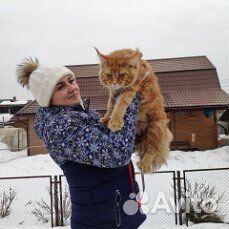 Клубный кот мейн кун на вязку купить на Зозу.ру - фотография № 4