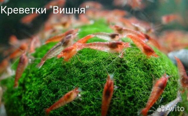 Аквариумные креветки "Вишня" купить на Зозу.ру - фотография № 2