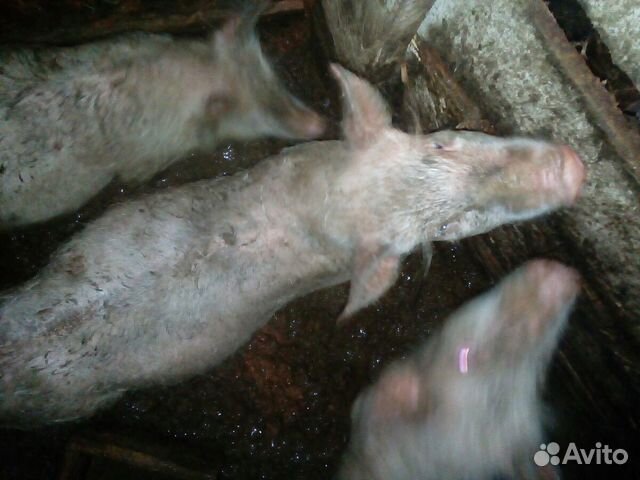 Продам свиней купить на Зозу.ру - фотография № 10