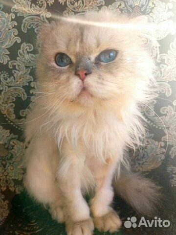 Персидская кошка Соня в добрые руки купить на Зозу.ру - фотография № 2