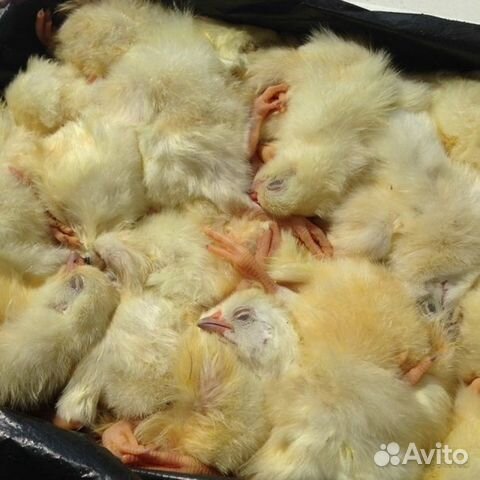 Суточные замороженные цыплята купить на Зозу.ру - фотография № 1