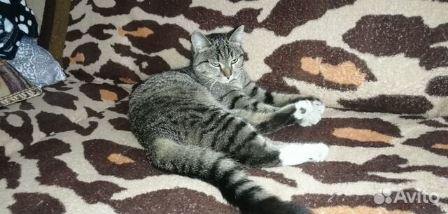 Кошка