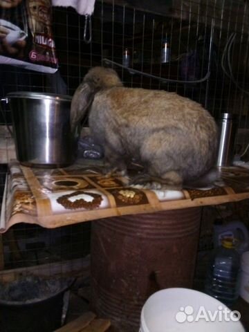Кролики породы французский баран купить на Зозу.ру - фотография № 3