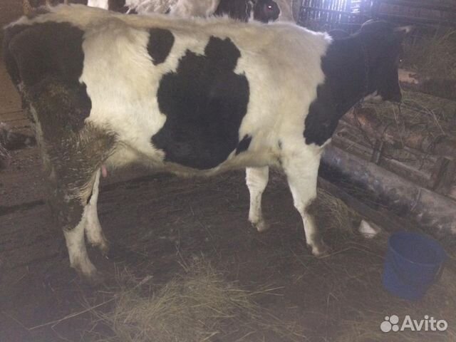 Продам корову с теленком купить на Зозу.ру - фотография № 2