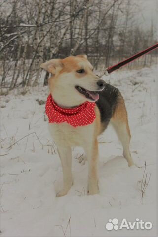 Улыбчивая собачка Эви в добрые руки купить на Зозу.ру - фотография № 2