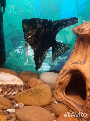 Рыбки аквариумные скалярия и сомик мешкожаберный купить на Зозу.ру - фотография № 3