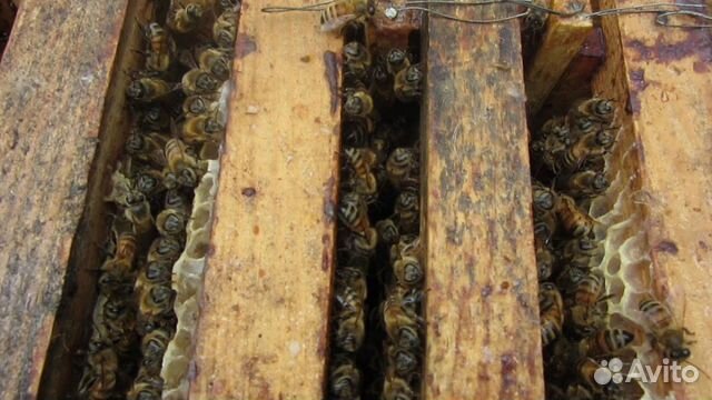 Пчёло семьи на высадку купить на Зозу.ру - фотография № 2