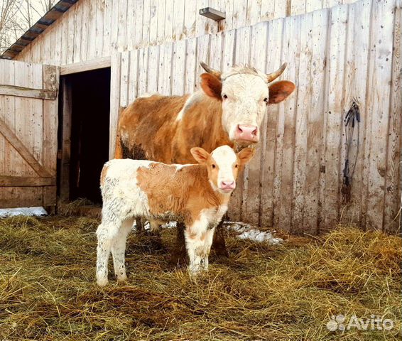 Корова и телёнок купить на Зозу.ру - фотография № 1