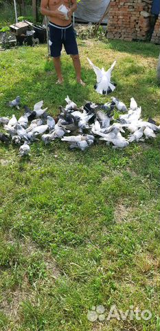 Продаю голубей Вся Азия оптом в связи с переездом купить на Зозу.ру - фотография № 2