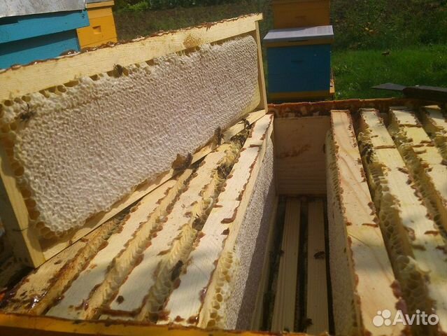 Пчелосемьи и пакеты карника купить на Зозу.ру - фотография № 2
