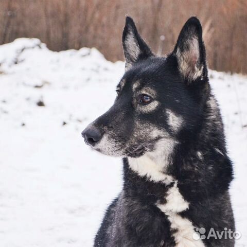 Собака Руслан купить на Зозу.ру - фотография № 6