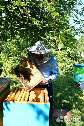 Пчёлы, пчелосемьи, отводки-пчелопакеты купить на Зозу.ру - фотография № 1