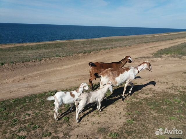 Нубийские козы купить на Зозу.ру - фотография № 10