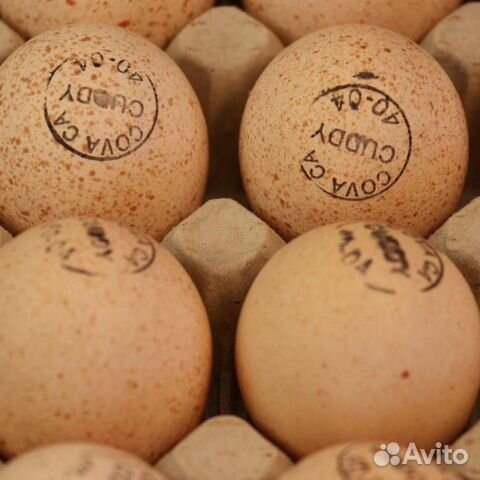Инкубационное яйцо С/птицы купить на Зозу.ру - фотография № 1