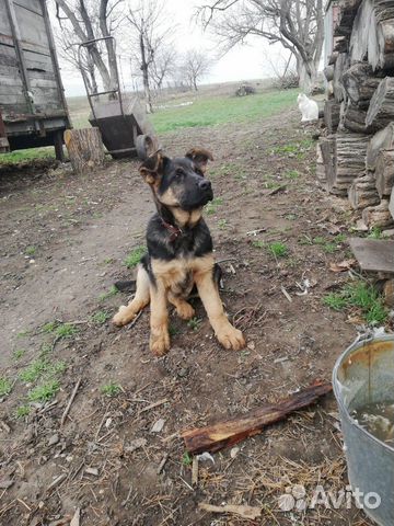 Немецкий щенок купить на Зозу.ру - фотография № 5