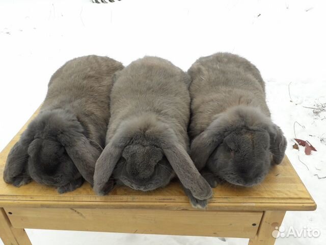 Кролики породы французский баран купить на Зозу.ру - фотография № 1