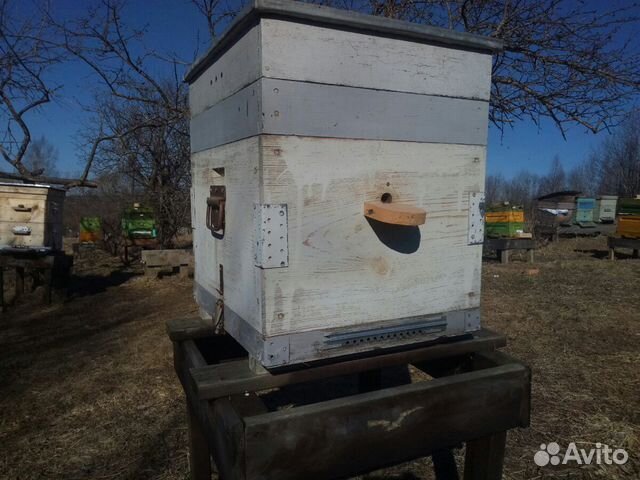 Ульи, пчелы купить на Зозу.ру - фотография № 1