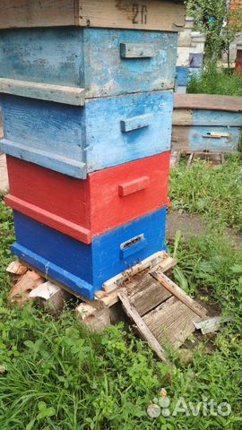 Пчелосемьи продаются, на 10 рамках, рутовские купить на Зозу.ру - фотография № 5