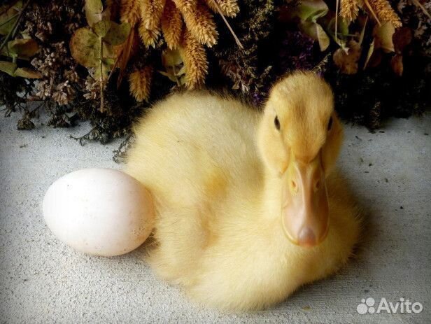 Индоутки, пекинские утки, яйцо инкубационное купить на Зозу.ру - фотография № 1