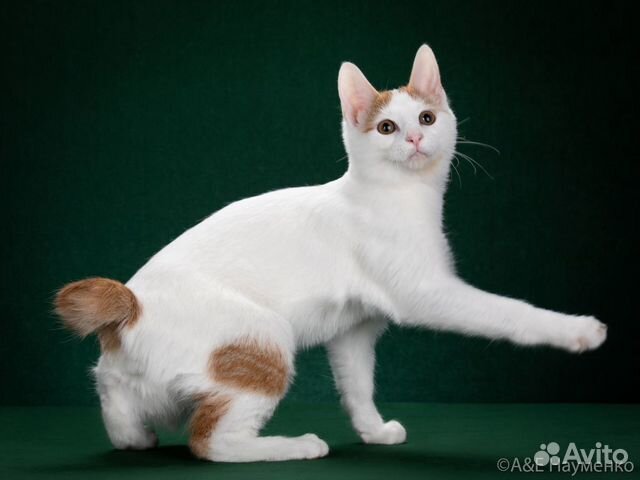 Котик японский бобтейл