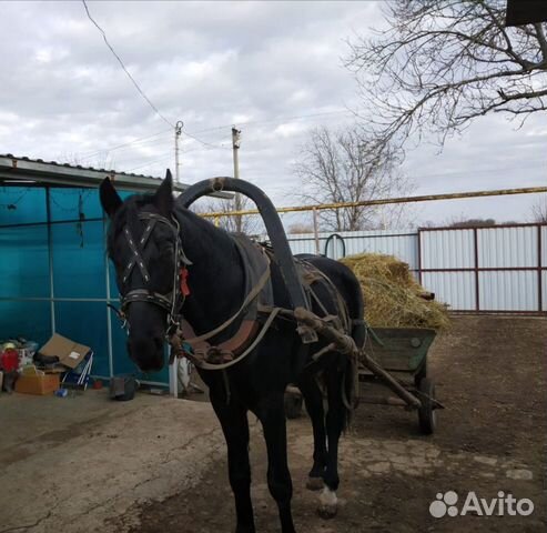 Продаю коня купить на Зозу.ру - фотография № 1