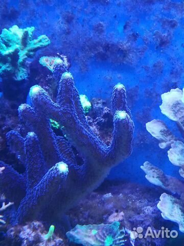 Кораллы морской аквариум купить на Зозу.ру - фотография № 6