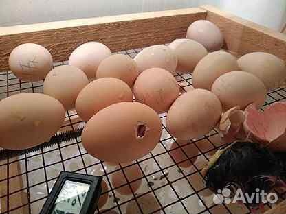 Инкубационное яйцо бройлера кобб 500 купить на Зозу.ру - фотография № 2