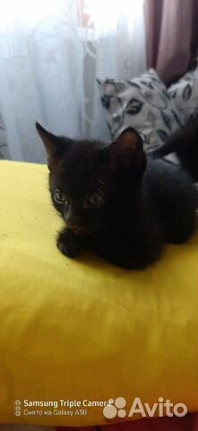 Котята